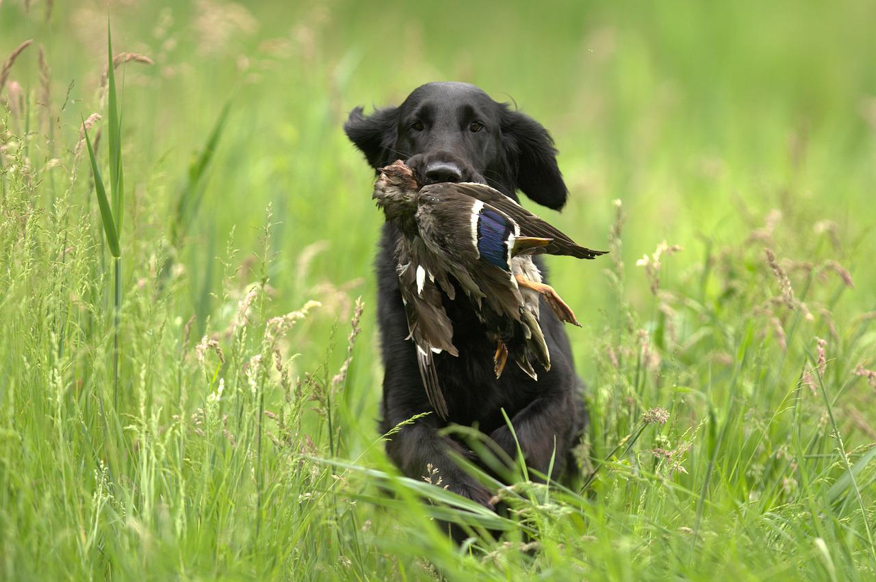 dog, flatcoated, retriever-4247557.jpg