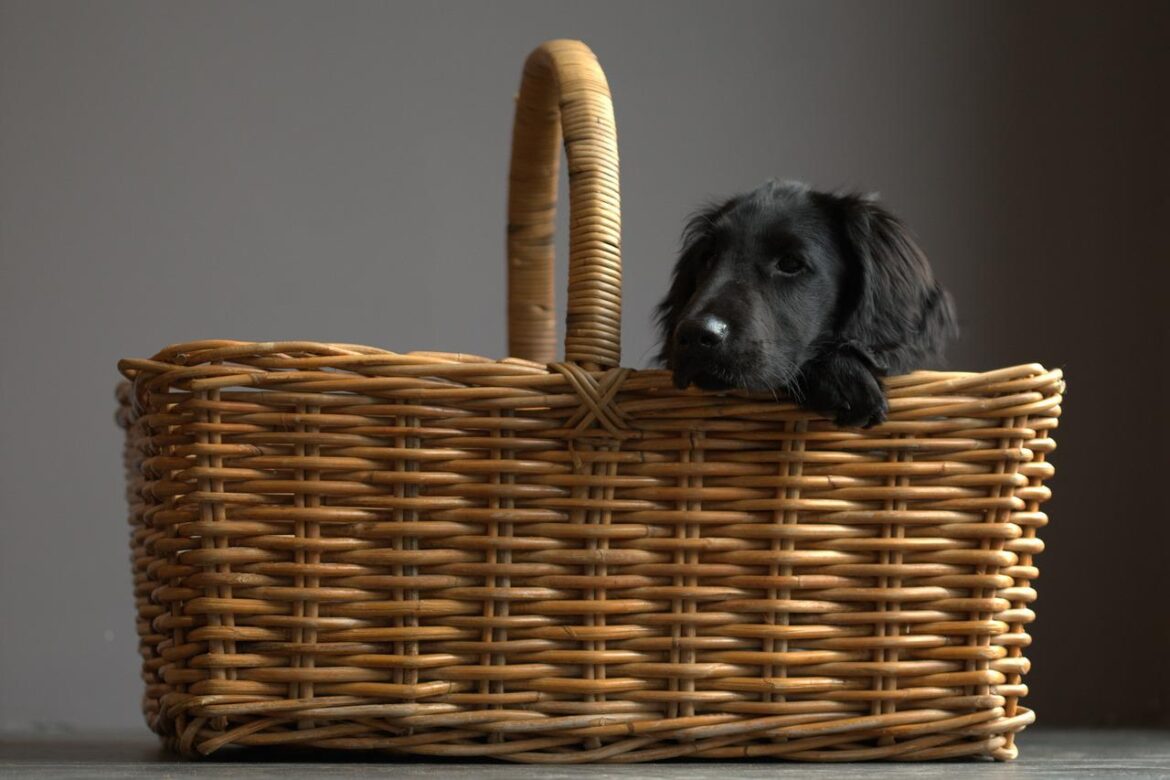 flatcoated retriever, dog, basket-3251959.jpg