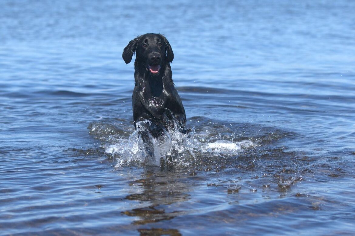 flatcoated retriever, dog, body of water-3251962.jpg